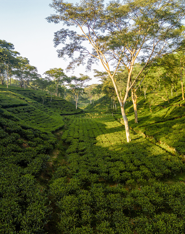 Donyi Polo Tea Estate