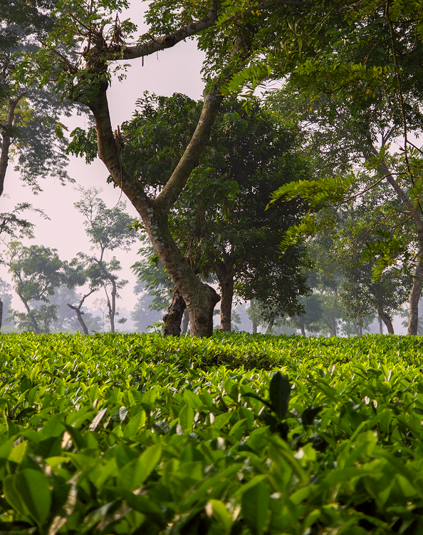 Doomni Tea Estate