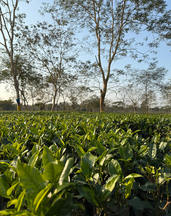 Giddapahar Tea Estate