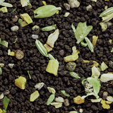 Six-spice Chai