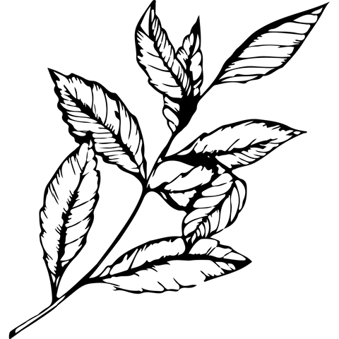 Extra Image 2
