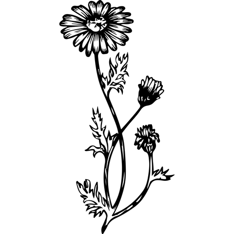 Extra Image 1