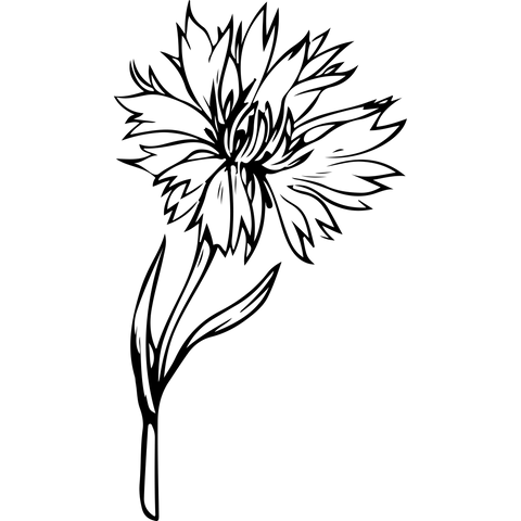 Extra Image 4