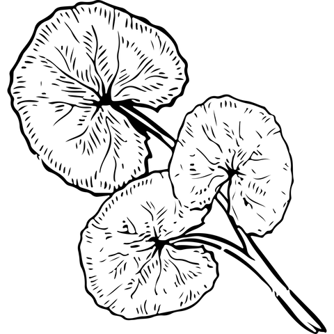 Extra Image 3