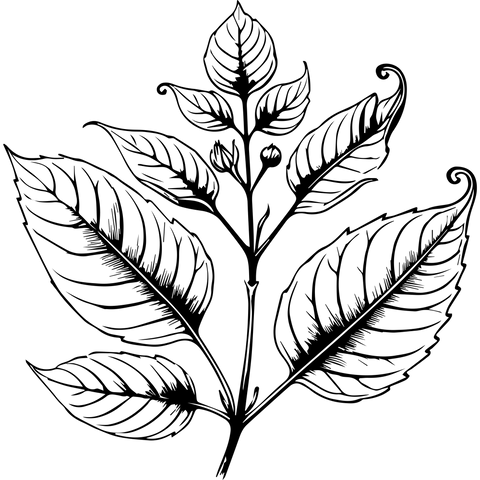 Extra Image 5