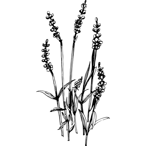 Extra Image 3