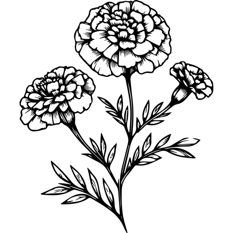 Extra Image 5