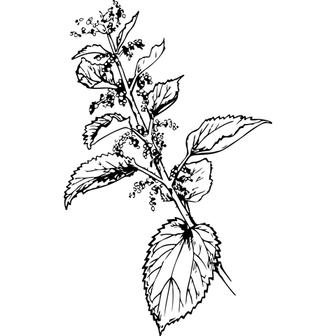 Extra Image 1