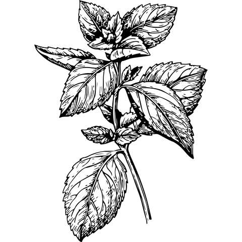 Extra Image 5