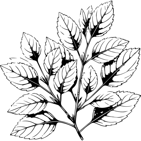 Extra Image 6