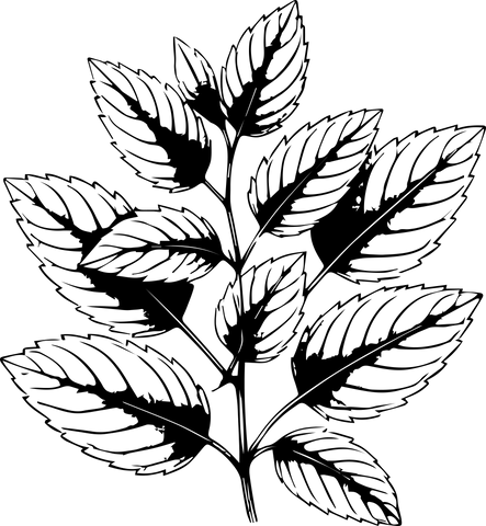 Extra Image 1