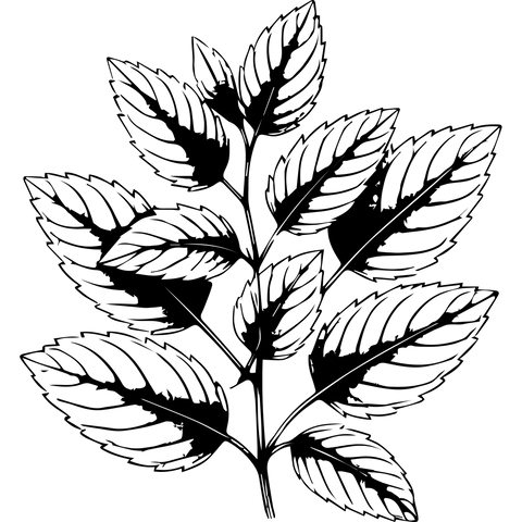 Extra Image 5